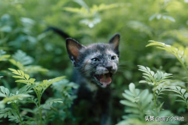 为什么猫咪能缩在小盒子里面:猫养在纸箱子里，然后把猫粮和猫砂放在纸箱里面，这样可以不？