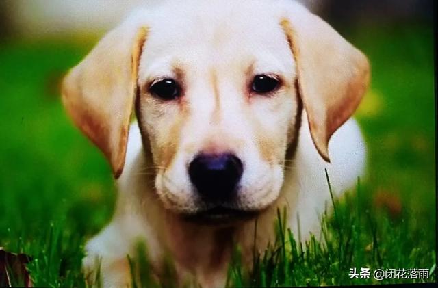 拉布拉多金毛:为什么有人说“国外养拉布拉多的人比养金毛的多”