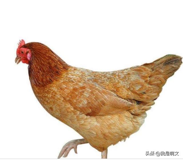 阳马小云与狗交配图:小公鸡与老母鸡，哪个的营养价值高？
