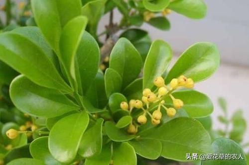 米兰花图片:米兰开花期能搬到室内养吗？
