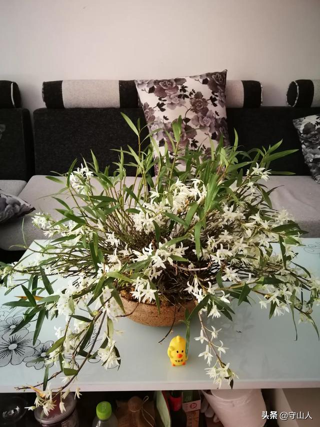 石斛图片,石斛的种类包括哪些？作用各有何不同？