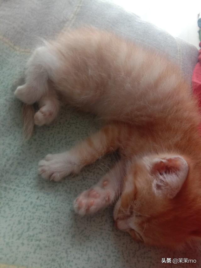 猫图片大全:养田园猫，你愿意花钱吗？