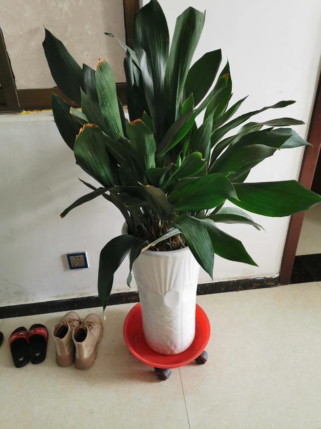 室内净化空气植物:家里种植哪种盆栽植物有处于净化空气？