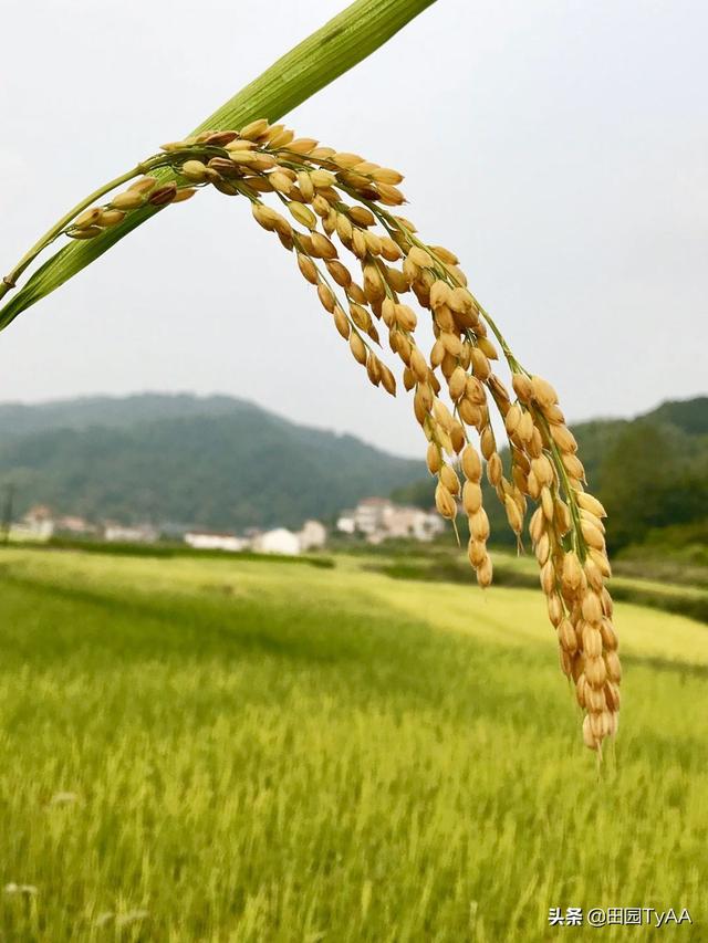 有没有几张自己拍摄的好的乡间图片