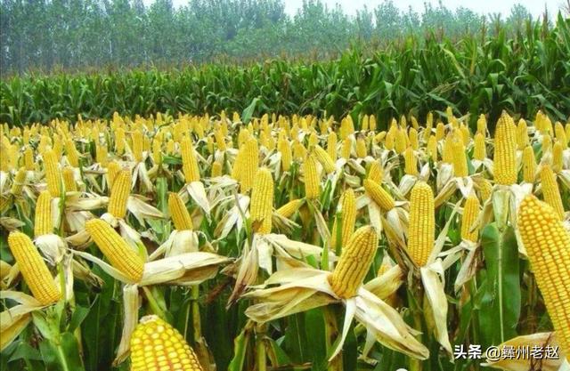农村土地种植什么农作物利润大,能高产？