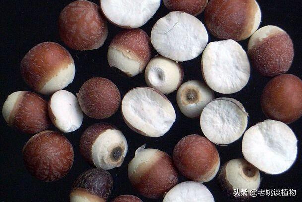 江南水八仙常吃有什么好处，慈菇是什么为什么老东莞人说“隔夜慈菇，卖田也要食”