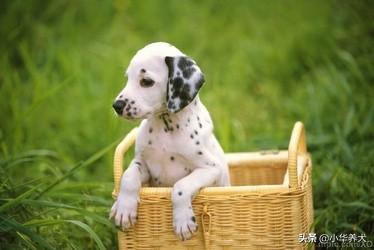 cku官网:血统犬就一定比平常犬好吗？