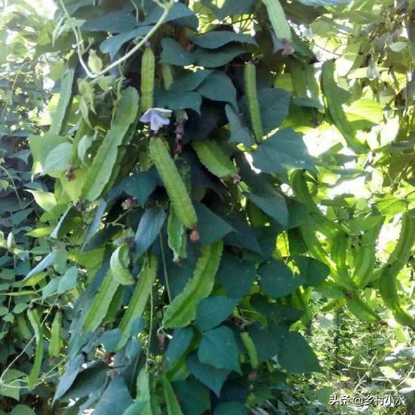 豆子从豆荚里跳出来视频:四棱豆生育期，花蕾大量脱落，该怎么办？