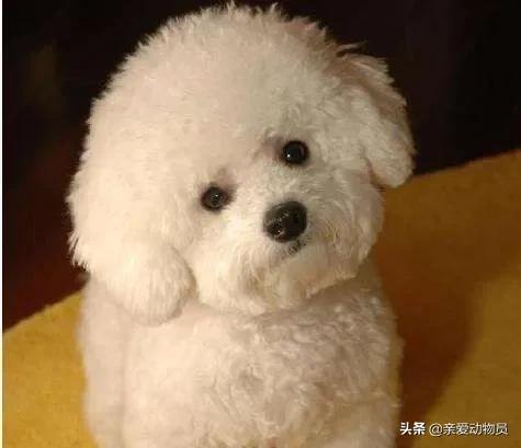 比熊犬好养吗?比熊有哪些优缺点:柯基、比熊、泰迪，哪个比较聪明好养呢？