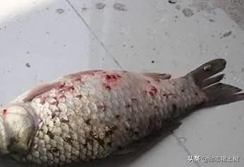黄曼龙鱼身上长红斑:黄曼龙鱼身上有红色的痕迹 全部趴在鱼缸底不愿动，身上有红斑点，鱼得了什么病？