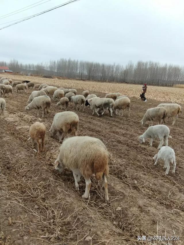 旱獭子什么品种养殖好:在甘肃农村圈养50只母羊选择什么品种好？