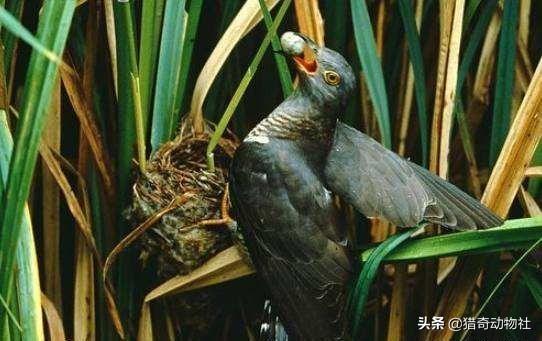拟厦鸟:杜鹃鸟把蛋下到别的鸟窝以后就真的不管自己的鸟蛋了吗