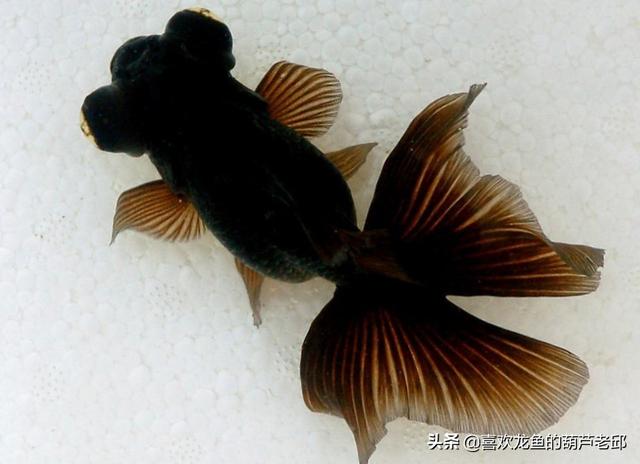 家用大鱼缸养鱼知识:鱼缸内该不该放水草？饲养观赏鱼后，水草对水质有没有影响？ 家庭鱼缸养鱼知识大全