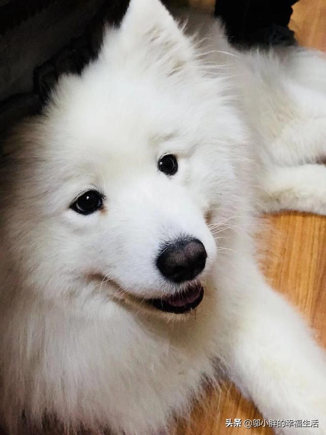 赛维洛犬菌清好不好:为什么有些人说，养贵宾犬别养公的，究竟有什么不好？