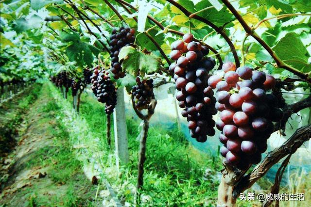 葡萄种植方法,葡萄种植需要注意些什么？