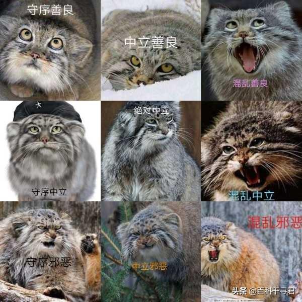 豹猫咪品种大全及图片:我国野生的豹猫还多吗？为什么？