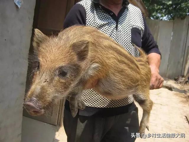 美国猎狐犬捕猎野猪:野猪会破坏树木吗？怎么办？