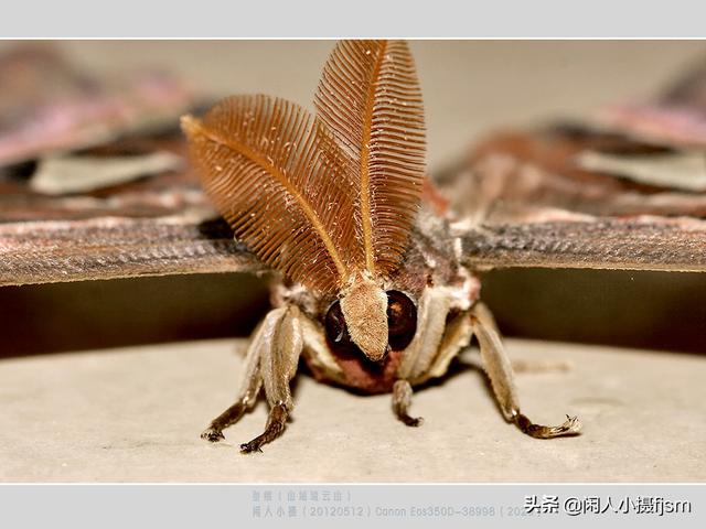 贵妇犬蛾子和蚕蛾:飞蛾翅膀上长有2个“蛇头”！这种飞蛾你见过吗？