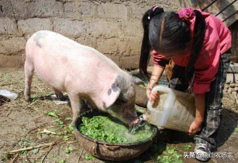 种猪饲料配方:怀孕的母猪的配料该怎么配？