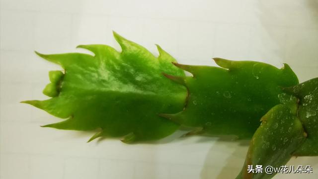 假昙花是昙花吗:我这株是蟹爪兰还是假昙花？有什么区别？