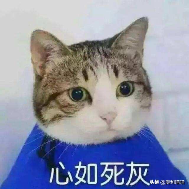 哪些猫咪可以让主人花钱花到哭？