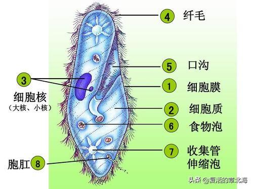 乌鱼诺卡氏菌病图片:阳光会杀死身体的那些细菌细胞？