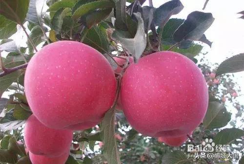双节时成熟的苹果品种有哪些？