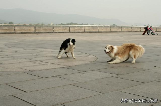 狗图片:你拍过最好的一张狗狗的照片是怎样的？