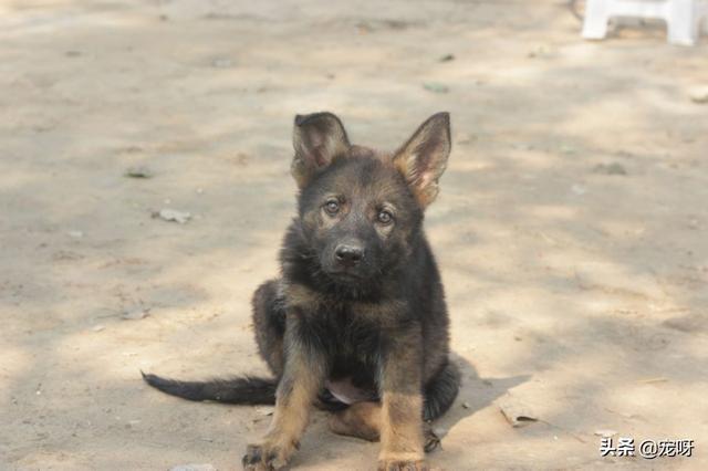 牧羊犬价格:东德牧羊犬的价格多少钱？该怎么挑选幼犬？