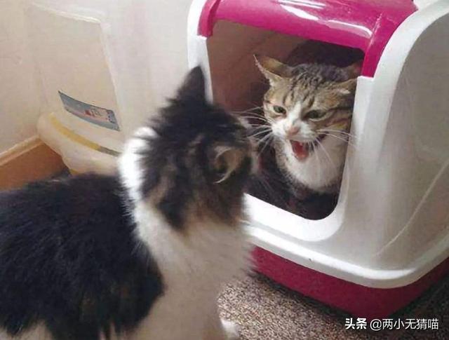 吸猫为什么有快感猫:为什么猫咪拉完屎后很兴奋？