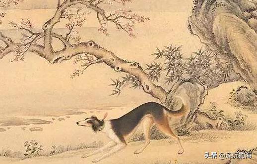 纪录片职业牵犬师视频:《中国诗词大会》第七场中，蒙曼老师提到“黄狗”。有出处吗？ 纪录片职业牵犬师