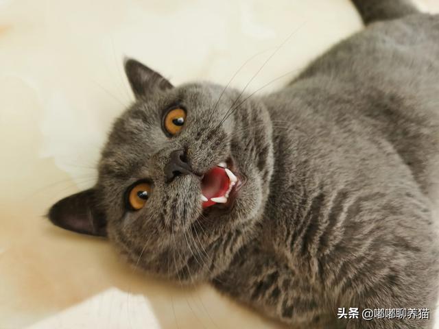 小猫回家记 动画片:猫咪跑出去还会记得回家的路么？