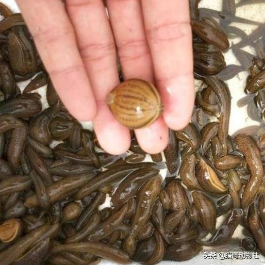 蚂蝗吃什么东西:蚂蝗吃什么东西鸡血 蚂蝗会被鸟吃吗？有什么动物是吃蚂蟥的?