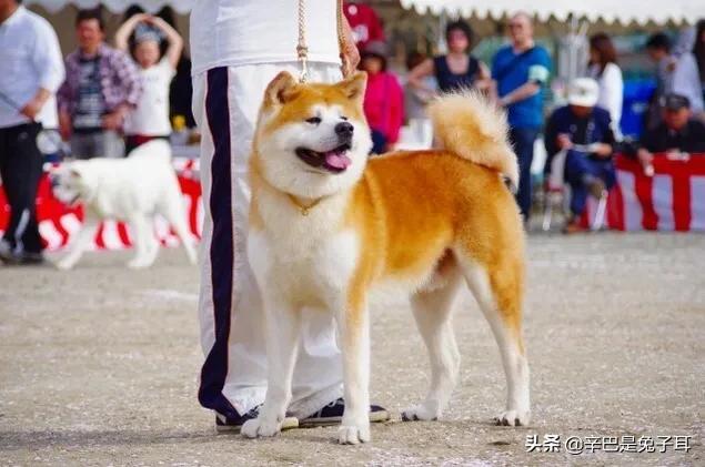 美国秋田犬性格及外型特征:真心提问，比格犬还是秋田算比较好？
