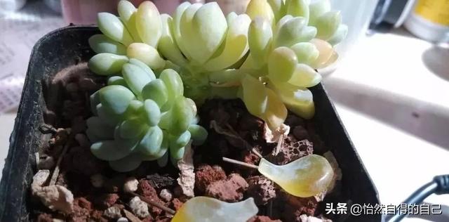 请问一下我的多肉下面变成很软了,感觉有点透明了,是为什么鸭？