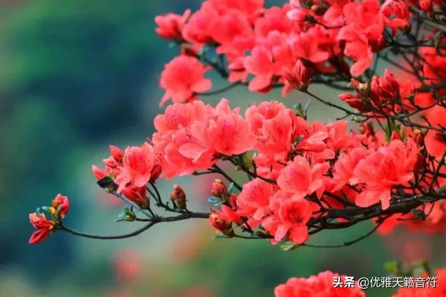 蔡明简介:蔡明今年多大了，结婚有孩子了吗？