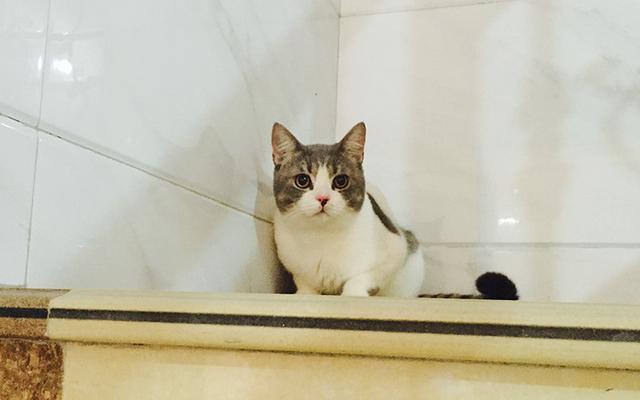 宠物小猫咪:小猫咪不出门可以不打猫三联么？