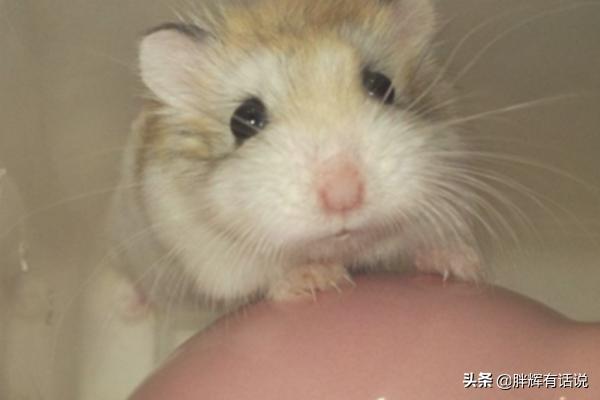 奶茶仓鼠怎么样:仓鼠到底养哪种？你想好了吗？