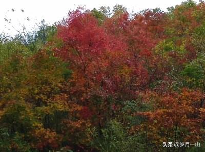黄羊 跳鼠:暑假想去新疆石河子玩，石河子市区有多大，有哪些好玩的啊？