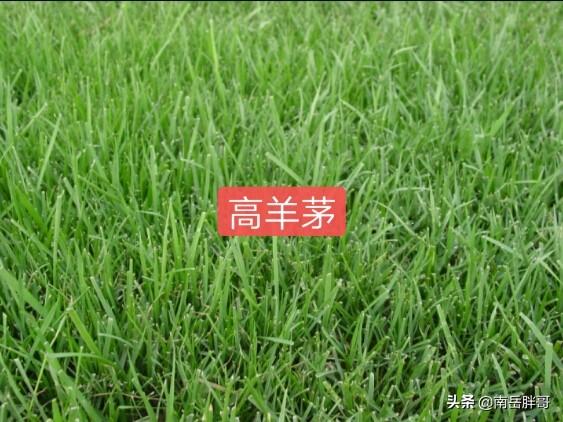 养羊种植什么牧草好:回河南老家搞养羊，种植燕麦做饲草怎么样？应该怎么做？