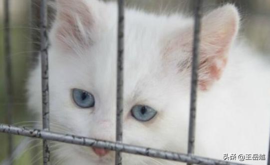 上海猫咪领养救助中心:怎么收留小区附近的流浪猫？