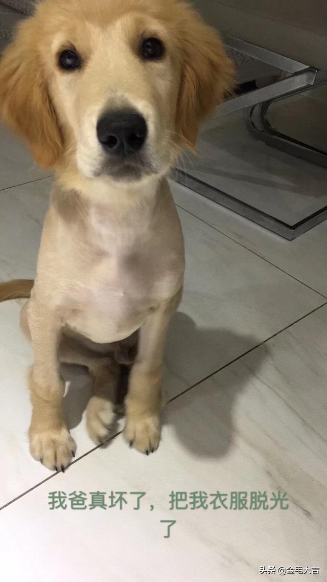 金毛狗得了细小病怎么办:金毛幼犬得了细小什么时候才可以吃东西(详细进来看)？