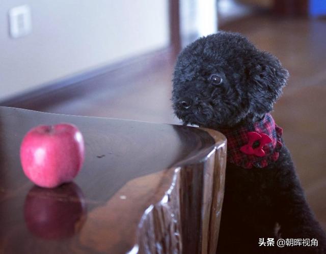 狗狗冲冲冲迅雷下载:你家狗狗做过什么让你哭笑不得的事？