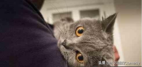 母猫绝育手术注意事项:给猫咪做绝育手术怎样做才能让猫不恨你？