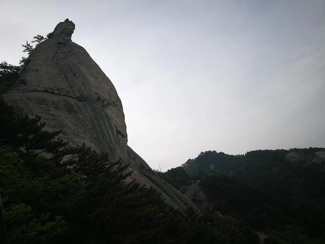 小狗种鲜花在线玩:为什么有些人玩游戏喜欢玩新区？