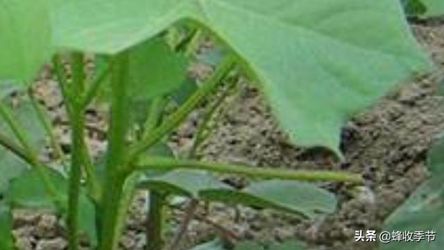 棉种滴水后几天可以出苗？