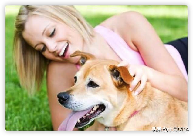 贝生吉犬怎么训练:格力犬的后腿肌肉怎么练？