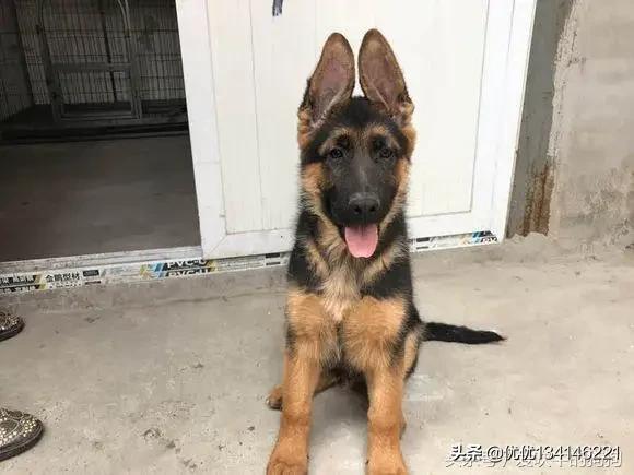 黑背犬图片:什么地方卖纯种德国黑背狗？