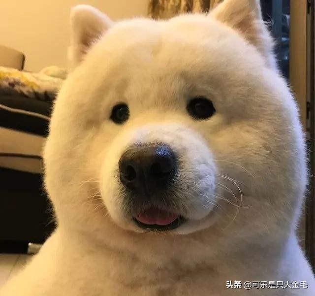 萨摩犬:萨摩耶掉毛是不是很严重，适合在家里养吗？ 萨摩犬图片