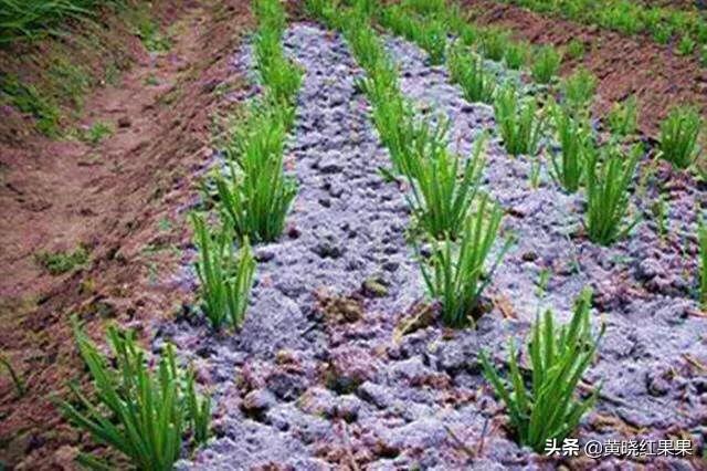 大蒜出齐苗后能盖一层草木灰吗?为什么?插图70 大蒜出齐苗后能盖一层草木灰吗?为什么?插图70